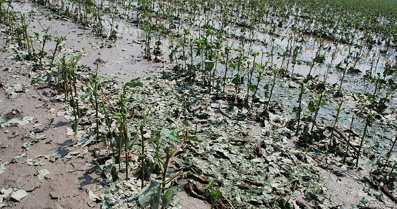 Salihli’de tarım arazilerinde dolu ve sağanak zararı