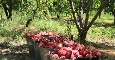 İzmir’de yağışlar yaradı, bereket fışkırdı! Şeftali bereketlendi