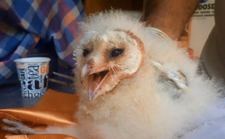 Peçeli baykuşlar, doğaya salınacağı günü bekliyor