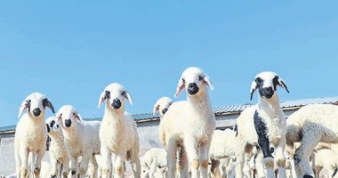 Kırsala bereket getirecek proje