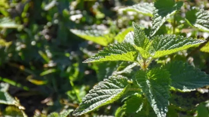 İbn-i Sina’nın tavsiye ettiği ısırgan otunun mucizevi faydaları! Her öğüne yakışan ısırgan otu tarifi