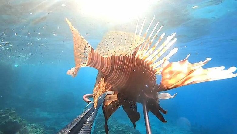 Ayvalık’ta görülmesi iyiye işaret değil