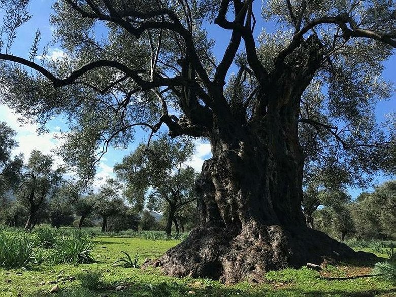 Hobi için aldığı tarlada buldu! Tam 3200 yıllık...