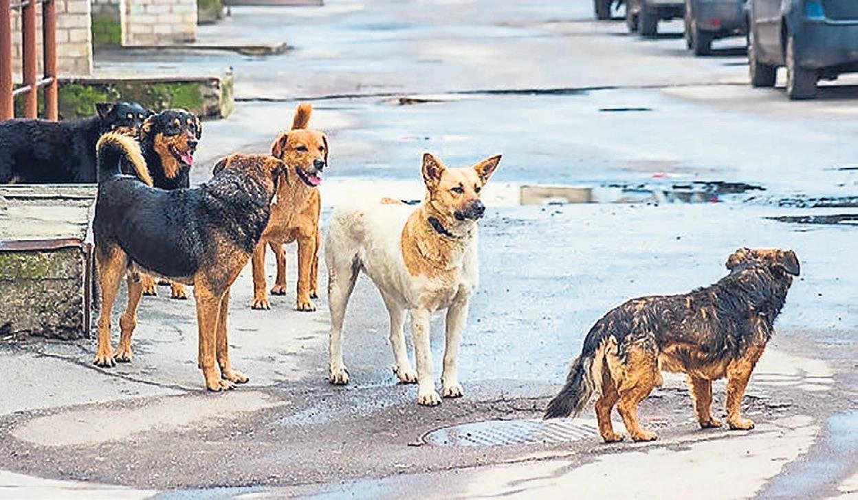 Buca Da Sokak Kopekleri Vatandaslara Saldiriyor Izmir Haberleri