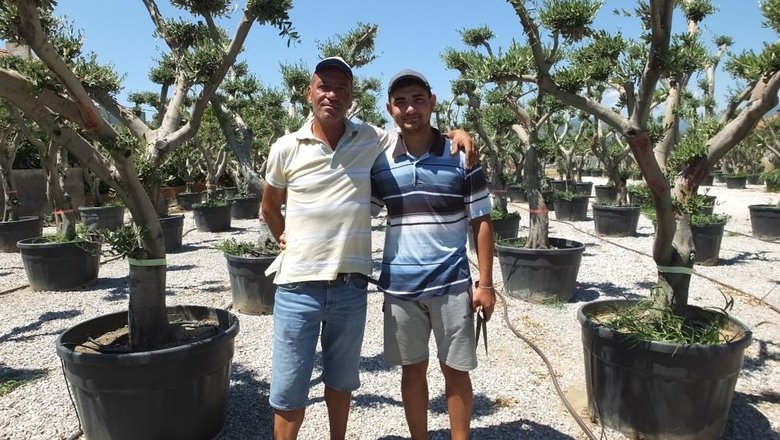 Balıkesir’de zeytin ağaçları süs bitkisi oldu