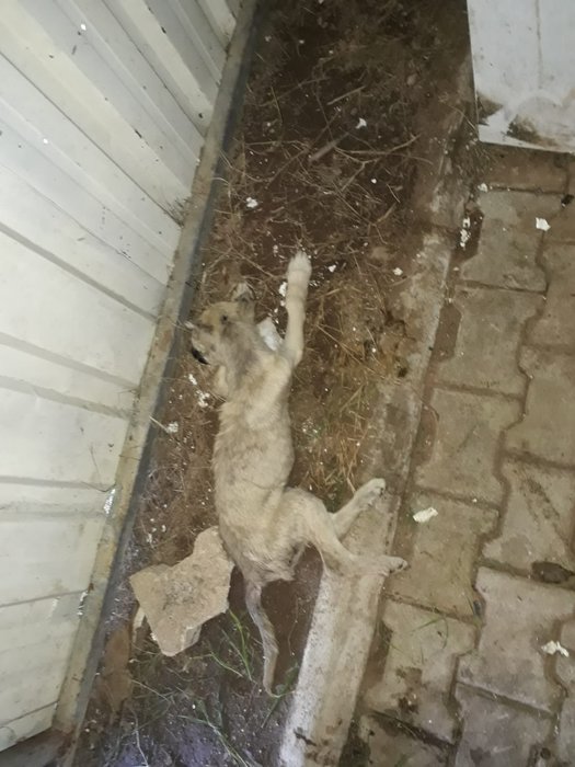 Seferihisar Hayvan Barınağı içler acısı durumda