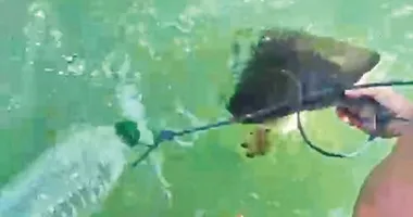 Muğla’da pet şişe ile sürüklenen caretta kurtarıldı