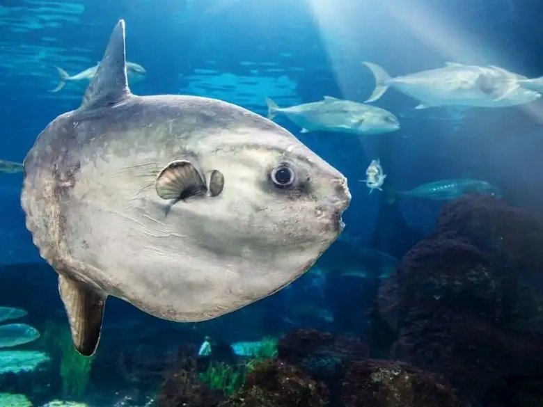 Yunanlılara kafa tutan balıkçı 1 tonluk ay balığı yakaladı