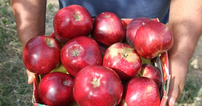 Afyonkarahisar’dan 3 kıtaya elma ihracatı