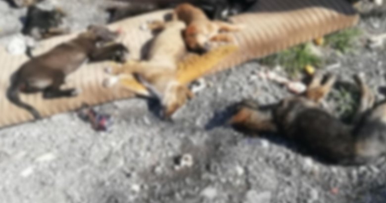 İzmir’de vahşet! Zehirli et verilen 9 köpek ve 3 kedi öldü