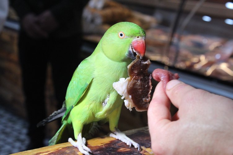 Kasabın lükse düşkün papağanı sadece 22 bin liralık et yiyor!