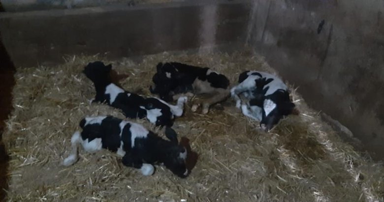 Balıkesir’de nadir görülen olay: İnek 5 buzağı doğurdu