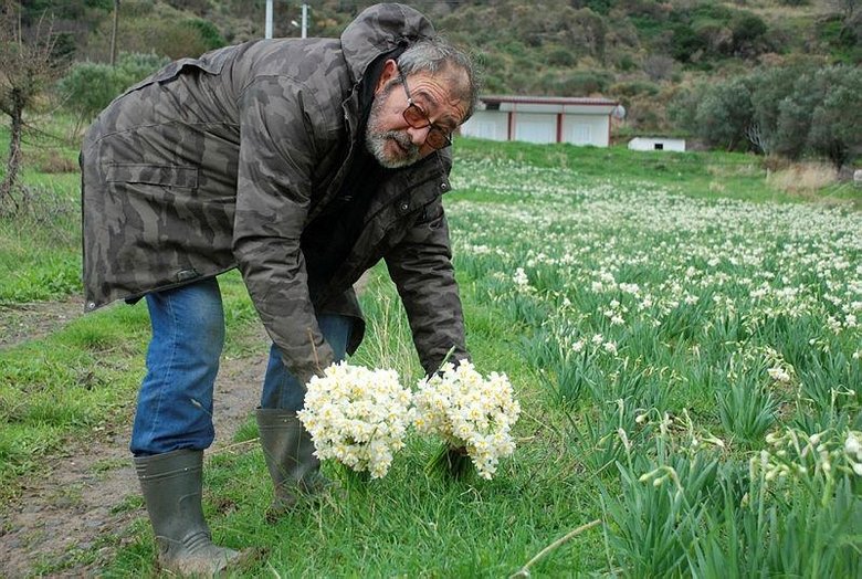 İzmir’i nergis kokusu sardı! Karaburun’da hasat zamanı