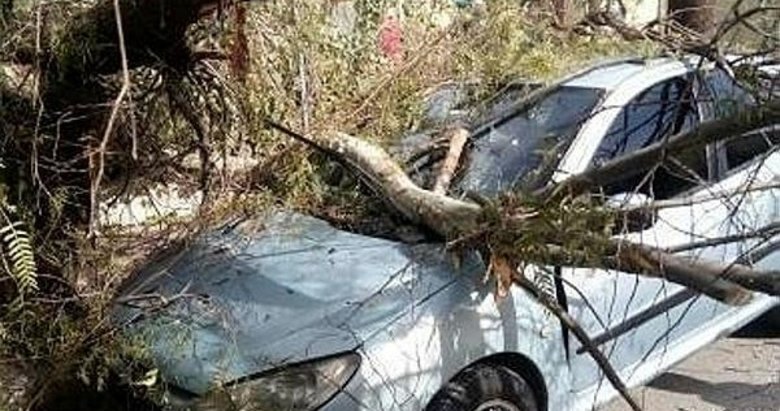 İzmir’de fırtına kabusu geri döndü! Ağaçlar otomobillerin üzerine devrildi