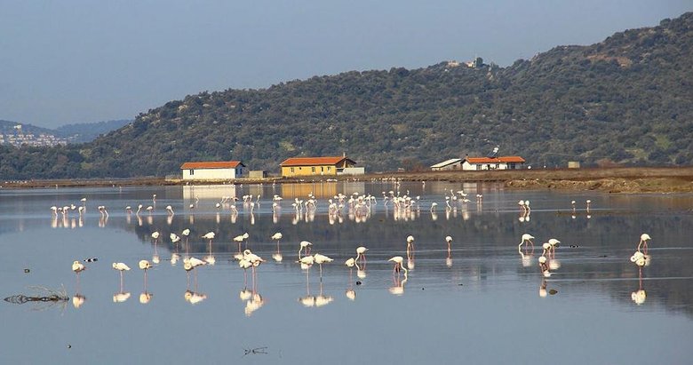 Flamingolar Bodrum’a akın etti