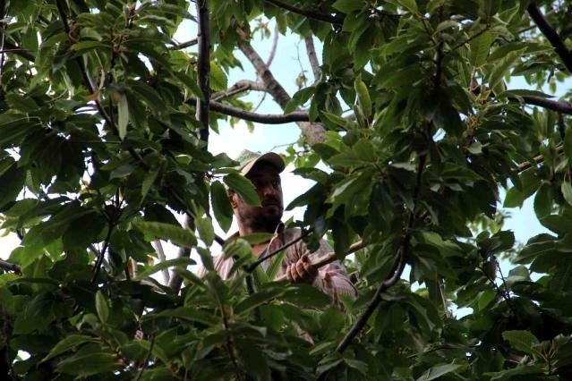 Aydın ve İzmir’de kestane hasadı başladı! Kuraklık nedeniyle rekoltede ciddi kayıp var