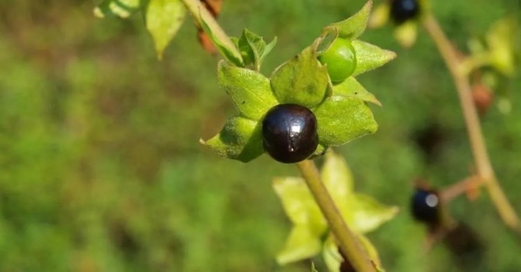 Faydaları var ama kullanımı riskli! Güzelavrat otu nedir?