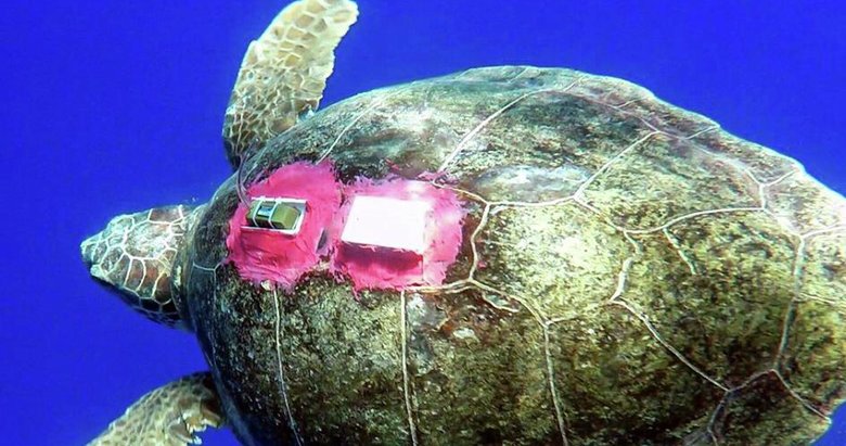 Marmaris’ten Adriyatik’e caretta Tuba ile yolculuk