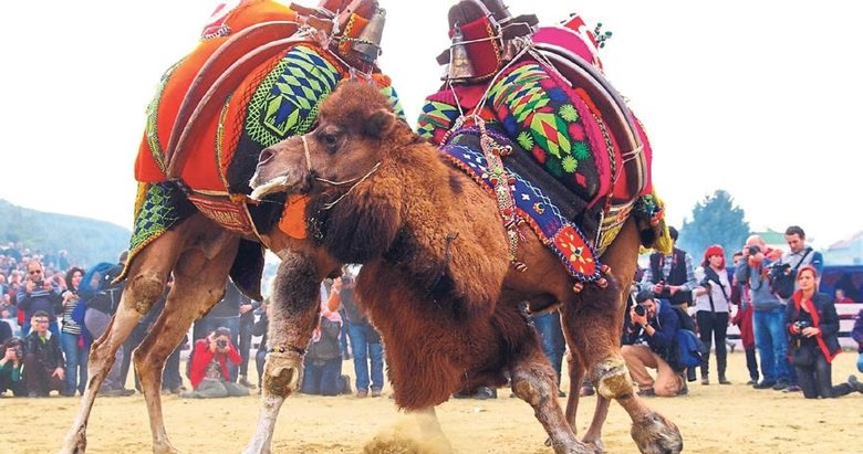 Bayındır’da deve güreşi krizi