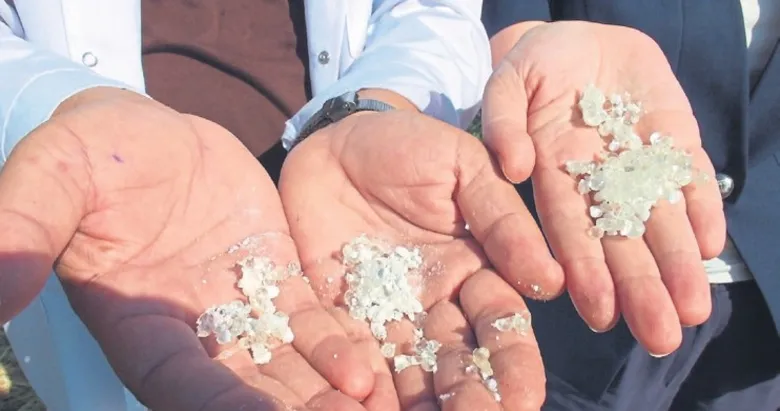 Burhaniye’de hasat zamanı