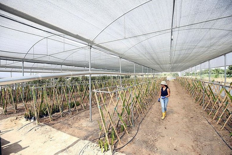 Aydın’daki köyünde ejder meyvesi serası kuran kadın girişimcinin hedefi ihracat