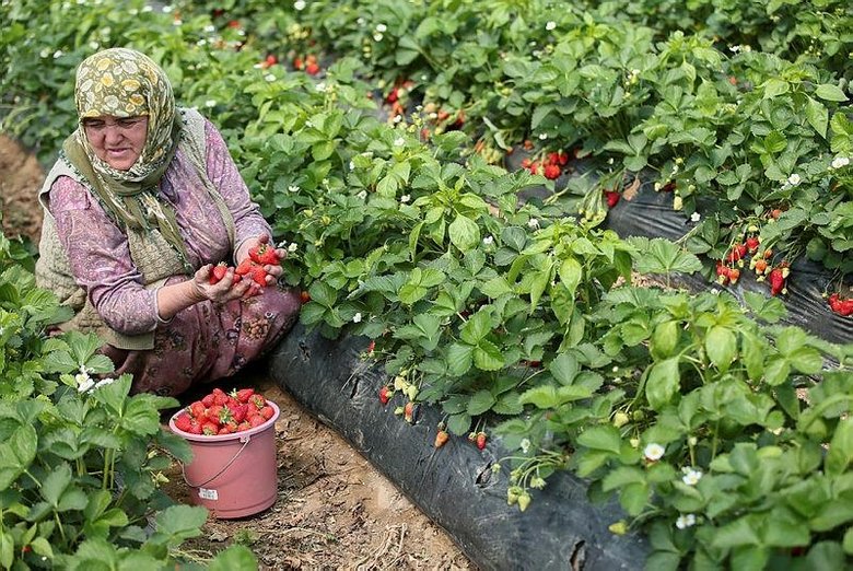 Menemen’deki Emiralem çileğinde hasat mesaisi! İzmir’den tüm Türkiye’ye gidiyor