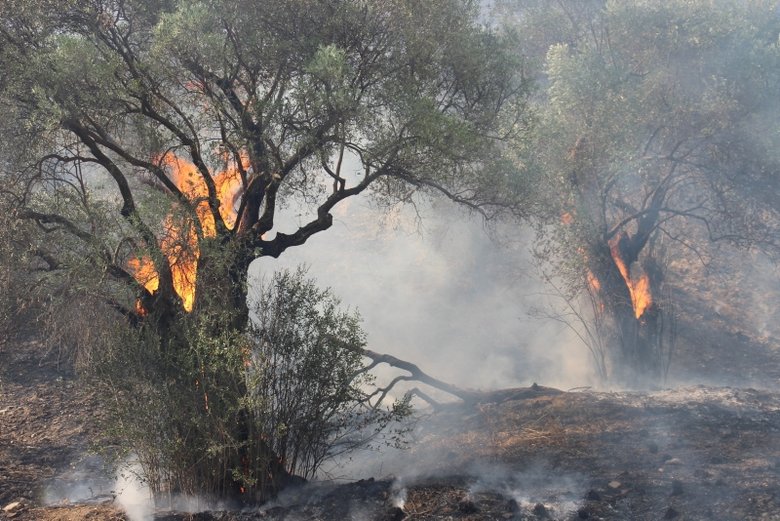 Aydın ve Muğla’da bu yıl 865 hektar alan yandı