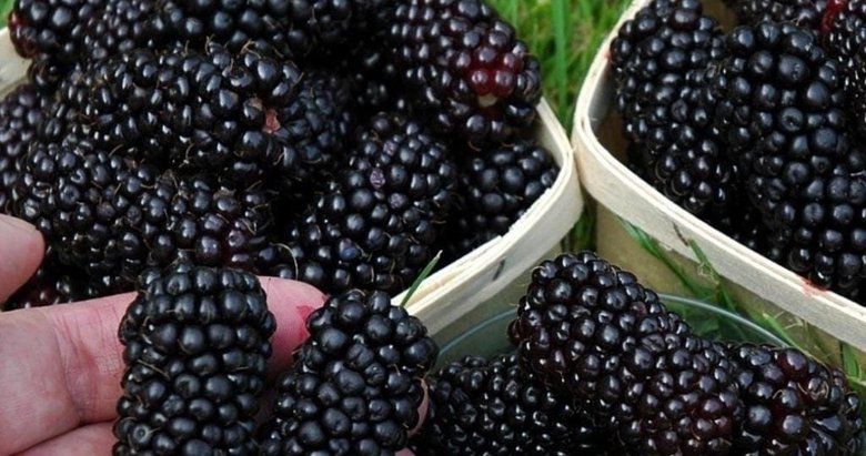 Bağırsak dostu böğürtlen