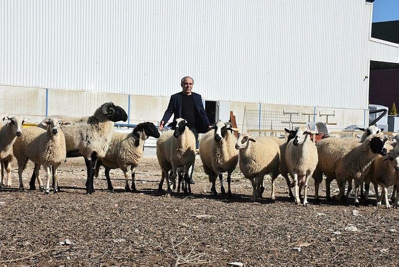 Çobandı fabrikatör oldu, koyunlarını unutmadı