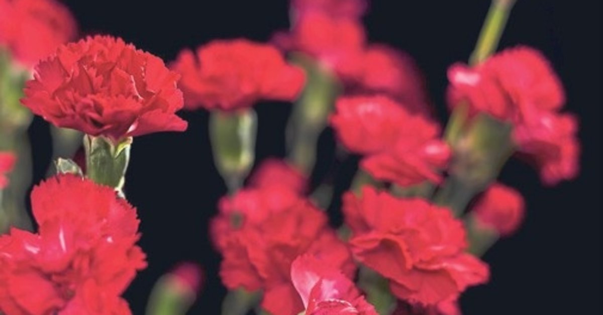 İzmir’de karanfile yoğun ilgi