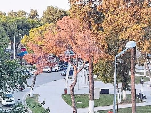 Çandarlı’da çöp bilmecesi