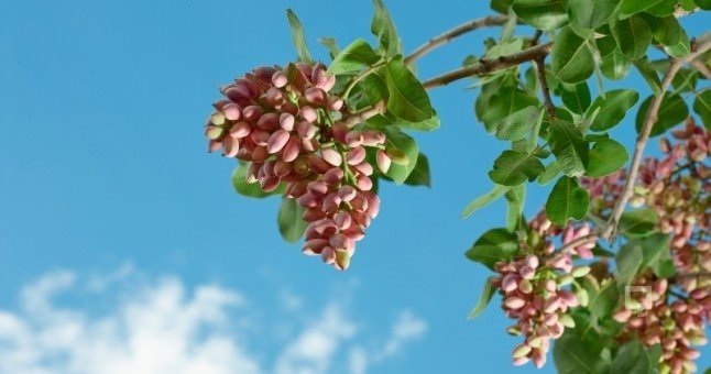 Çitlembik nedir? Çitlembiğin faydaları nelerdir?