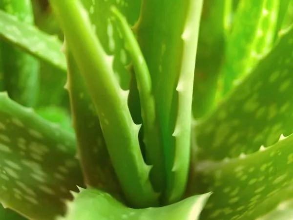 1-yaprakla-gelen-mucize-aloe-veranin-faydalari-nelerdir-aloe-vera-ne-icin-kullanilir-1784987147769.jpeg