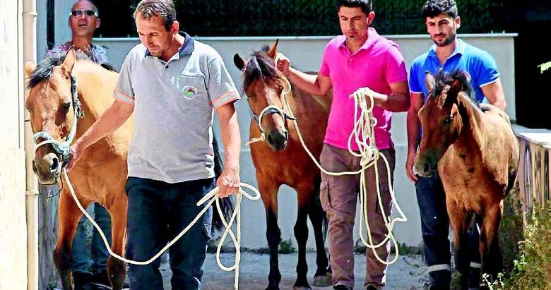 Karşıyaka’da başıboş atlara operasyon
