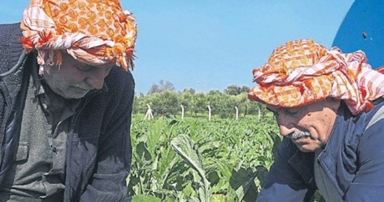 Enginarda verimi yağışlar artırdı