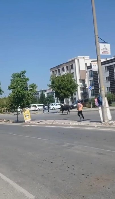 İzmir’de kurban manzarası! Danalar kaçtı, sahipleri kovaladı