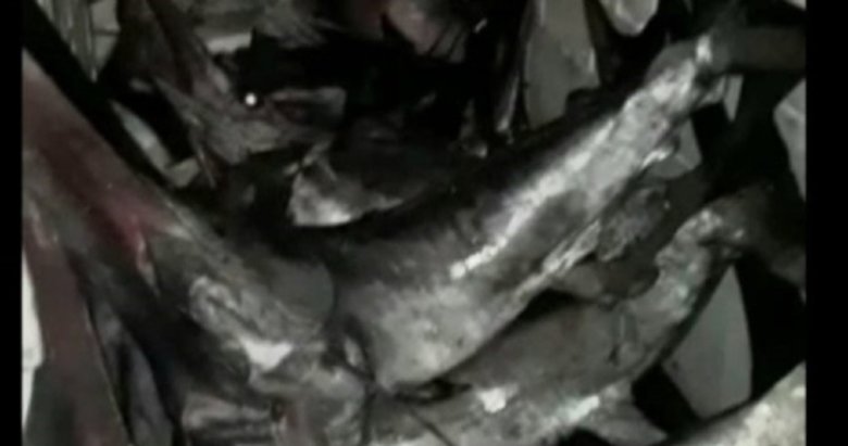 Gökçeada’da yasa dışı kılıç balığı avcılığı