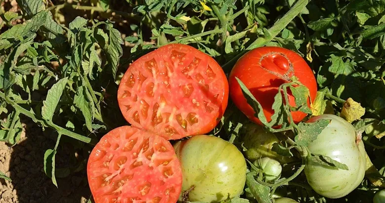 Dünya bu domatesin peşinde