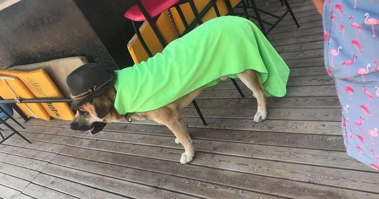 Balıkesir’de silahla öldürülen köpek toprağa gömülmüş bulundu