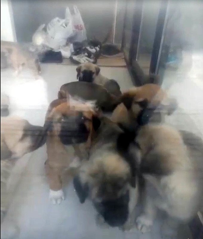Doktorun sahiplenip öldürdüğü iddia edilen köpek sayısı 26’ya ulaştı