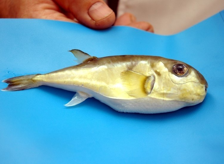 Balon balığı kuyruk fiyatı arttı avcıların ağzı kulaklarına vardı!