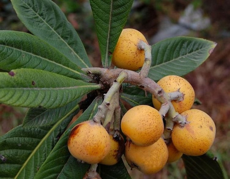 Muşmulanın faydaları nelerdir? Muşmula çekirdeği hangi hastalıklara iyi gelir?