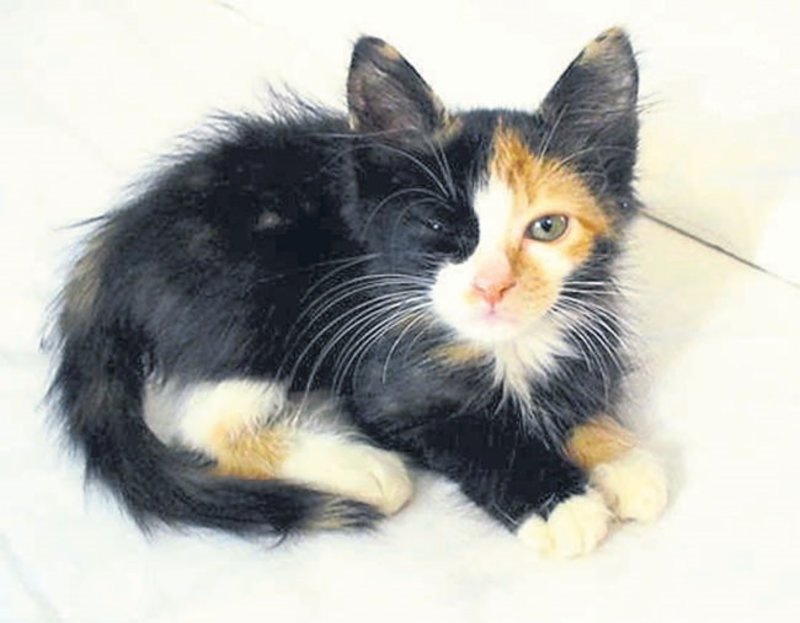 kedi yavrularinda rasitizm sarmasik