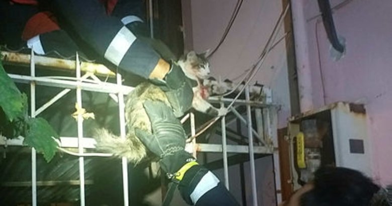 Denizli’de korkuluk demirine saplanan kediyi itfaiye kurtardı