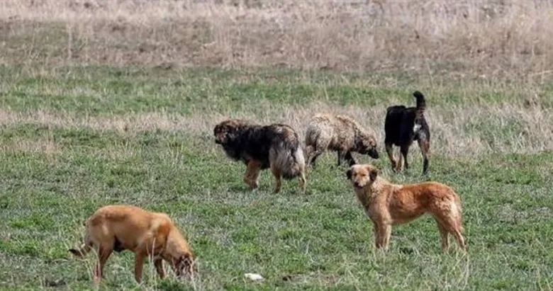 Uşak Valiliği açıkladı: 1233 sahipsiz sokak köpeği yeni yuvasına kavuştu