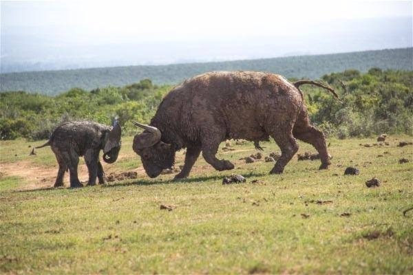 Yavru fil ve bufalonun karşılaşması sosyal medyayı salladı