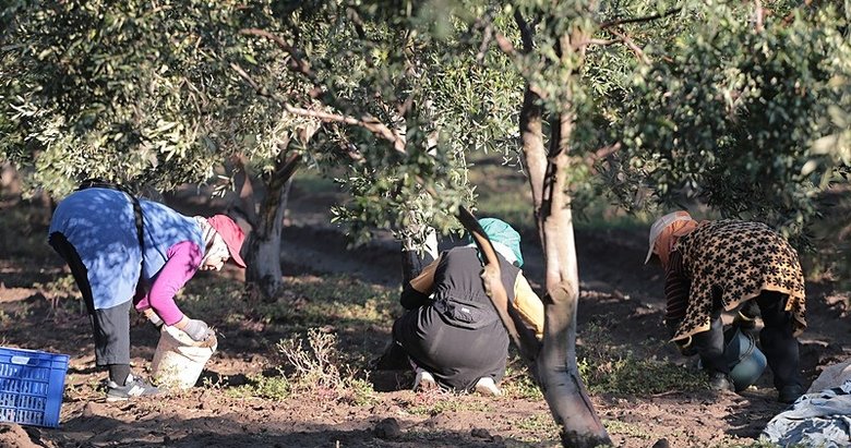 Ayvalık’ta zeytin hasadı dualarla başladı