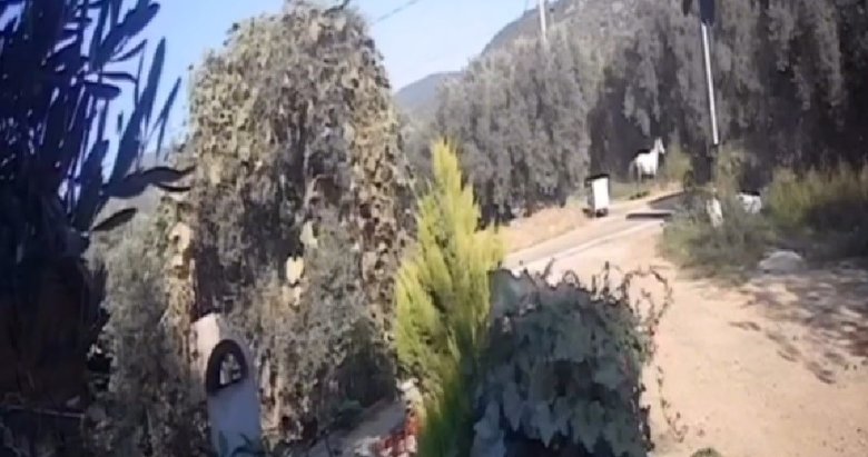 Balıkesir’de motosiklet ata çarptı: Genç sürücüsü ölümden döndü