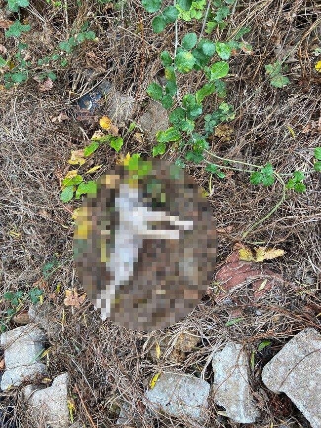 Çanakkale’de vahşet! Barınaktaki köpekler açlıktan birbirlerini yedi