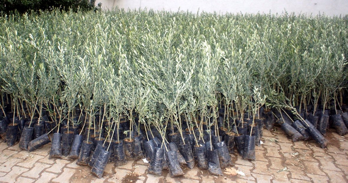 ziraat odasi ndan 45 bin zeytin fidani